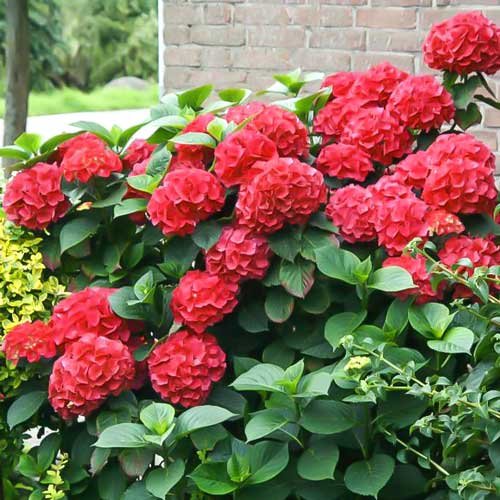 Hortensia macrophylla Red Miss Hepburn