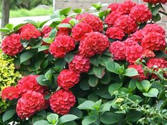 Hortensia macrophylla Red Miss Hepburn